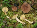 Onyx-Schönkopf-Calocybe onychina