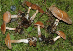 Birkengürtelfuss-Cortinarius bivelus
