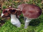 Rettichgürtelfuss-Cortinarius evernius