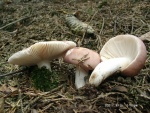 Speise-Täubling-Russula vesca