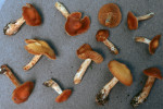 Quittenwasserkopf-Cortinarius renidens