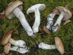 :-Cortinarius spadicellus