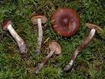Olivbrauner Wasserkopf-Cortinarius uraceus