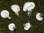 Weisser Körnchenschirmling-Cystodermella ambrosii