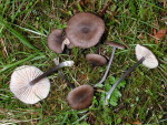 Dreifarbiger Zärtling-Entoloma poliopus