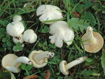 Goldzahnschneckling-Hygrophorus chrysodon