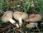 Brauner Kräuterseitling-Pleurotus eryngii