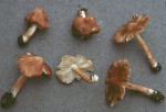 Gefleckter Risspilz-Inocybe maculata