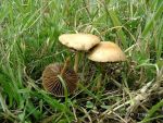 Halbkugeliger Ackerling-Agrocybe pediades