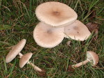 Zitzen-Riesenschirmpilz-Macrolepiota mastoidea