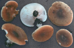 Rillstieliger Weichritterling-Melanoleuca grammopus