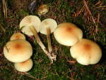 Nadelholzschüppling-Pholiota spumosa