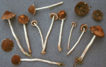 : Saumpilz-Psathyrella ocellata