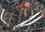 Torfkahlkopf-Psilocybe turficola
