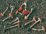 Ziegelroter Träuschling-Leratiomyces squamosus var. thraustus