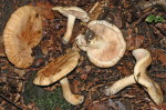 Gerippter Ritterling-Tricholoma acerbum