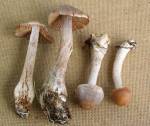 Knolliger Gürtelfuss-Cortinarius bulbosus