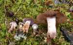 :-Cortinarius erubescens