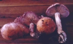Grauvioletter Schleimkopf-Cortinarius lividoviolaceus