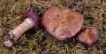 :-Cortinarius transiens