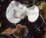 :-Crepidotus autochtonus