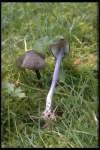 Blaustieliger Zärtling-Entoloma dichroum