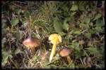 Braungelber Saftling-Hygrocybe spadicea