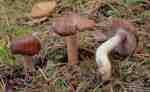 Braunstreifiger Risspilz-Inocybe fuscidula var. fuscidula