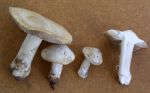 Fliederweisser Risspilz-Inocybe sambucina