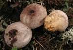 Steppen-Stäubling-Lycoperdon decipiens
