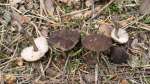Flockigbereifter Dachpilz-Pluteus nanus