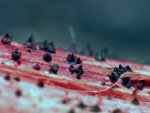 Fadensporiges Kugelpilzchen-Leptospora rubella