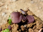 Blauvioletter Rundsporbecherling-Marcelleina persoonii
