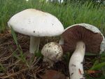 Anischampignon-Agaricus arvensis
