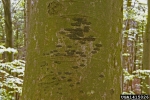Buchenrindenschorf-Ascodichaena rugosa