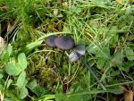 Schwarzblauer Rötling-Entoloma atrocoeruleum