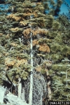 :-Valsa abietis