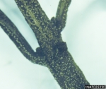 : Pustelpilz-Pseudonectria pachysandricola