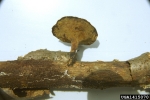 :-Polyporus varius