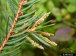 :-Chrysomyxa ledi var. rhododendri