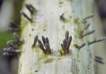 Fadensporiges Flachkeulchen-Acrospermum compressum