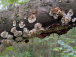 :-Basidioradulum radula