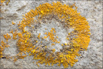 :-Caloplaca cirrochroa