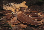 Riesenporling-Meripilus giganteus