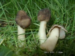 Glockenverpel-Verpa conica