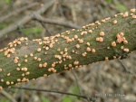 Zinnoberroter Pustelpilz-Nectria cinnabarina