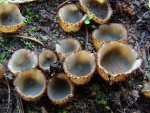 Gemeiner Sandborstling-Geopora arenicola