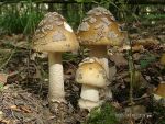 Riesenscheidenstreifling-Amanita ceciliae