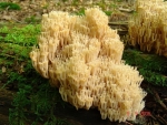Becherkoralle-Clavicorona pyxidata