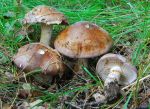 Verfärbender Schleimkopf-Cortinarius variicolor